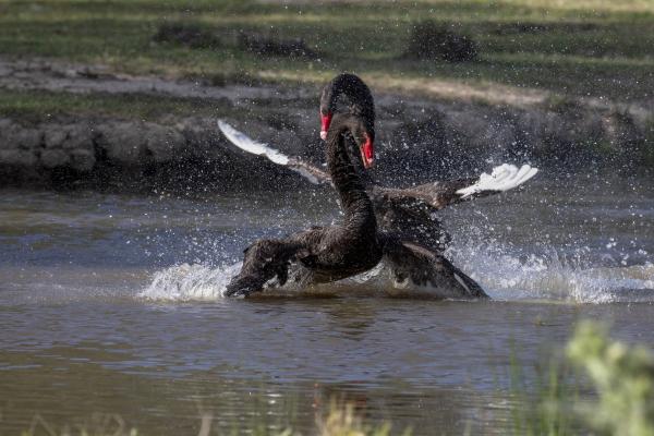 Swan Spat picture