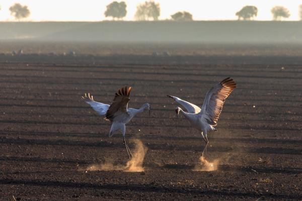 Dancing in the Dust picture