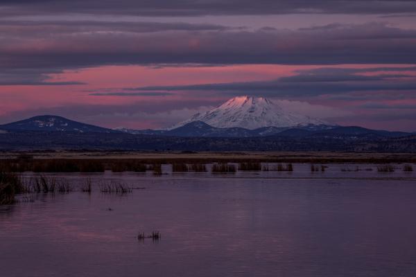 Shasta Color picture