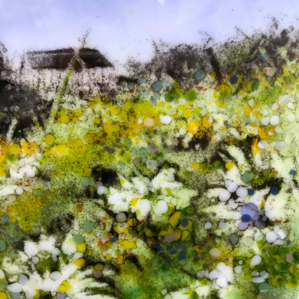 Midwest Daisies picture