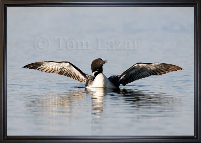 Elegance - Common Loon