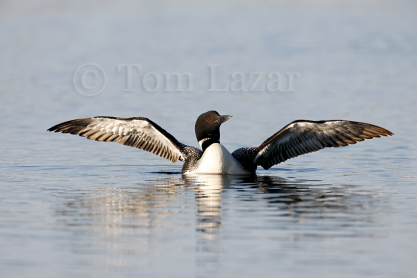 Elegance - Common Loon picture