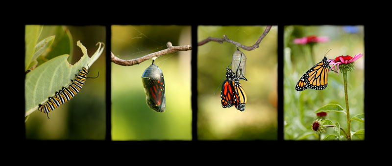 Metamorphosis picture