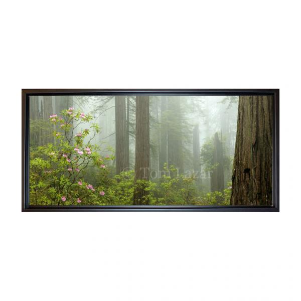 Generations - Redwoods NP