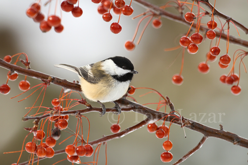 Chickadee-dee-dee picture