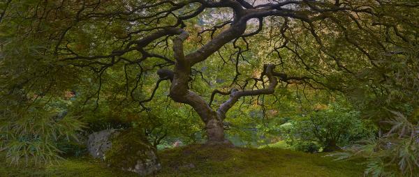 Tree of Knowledge picture