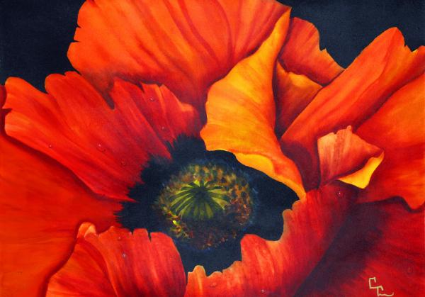 Orange Poppy picture