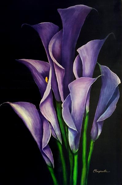 Calla Lilly