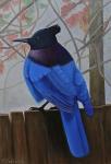 Steller’s Jay