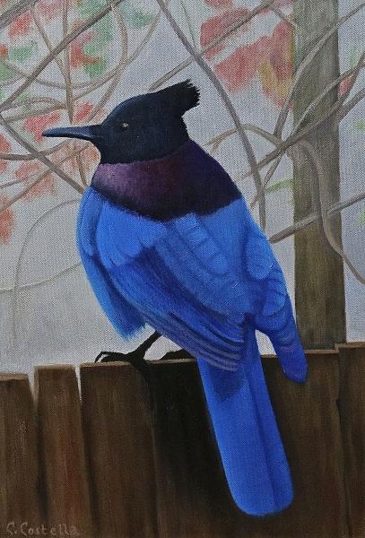 Steller’s Jay picture