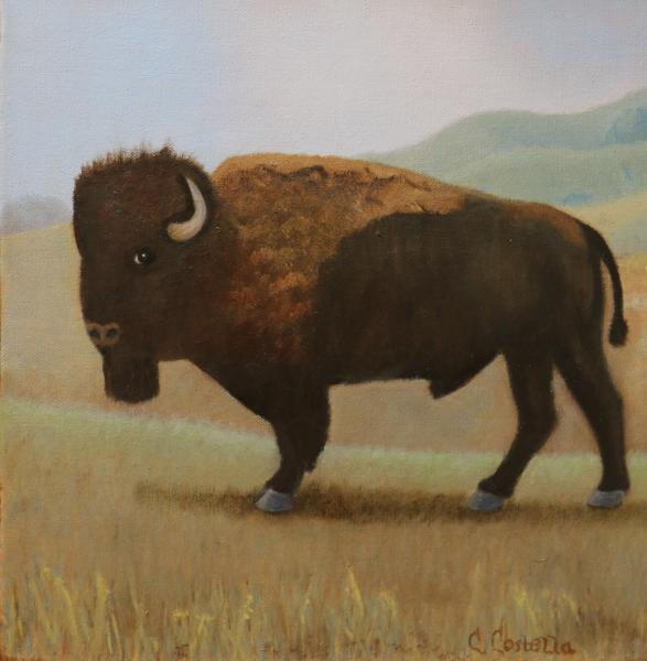 Bison picture