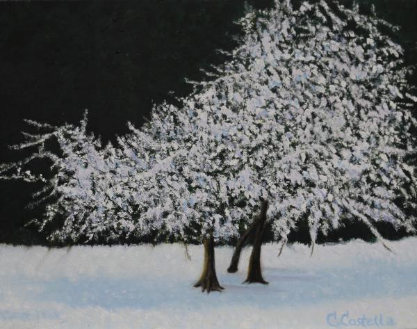 Snowy Tree picture