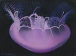 Jelly Fish 3