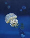 Jelly Fish 2