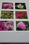 Photo Note Cards - Flowers-Pink or Mixed Color