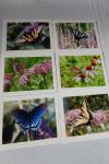 Photo Note Cards - Butterflies