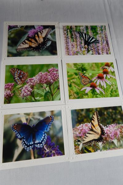 Photo Note Cards - Butterflies picture