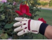 Bionic Short Rose Glove picture