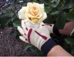 Bionic Short Rose Glove