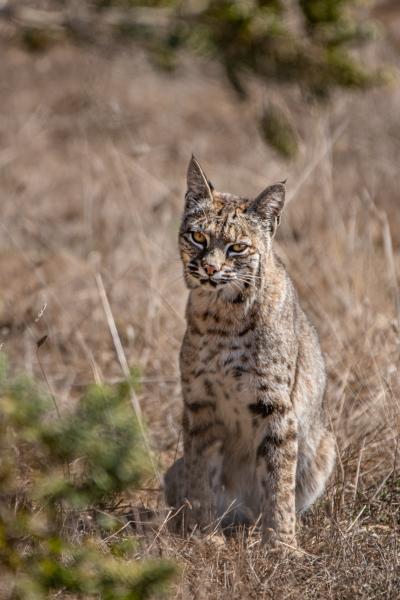 0804 Bobcat Limited Edition Photograph on Metal picture