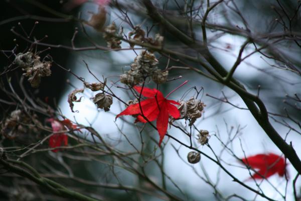 0098 Last Days of Fall Limited Edition Photograph on Metal picture