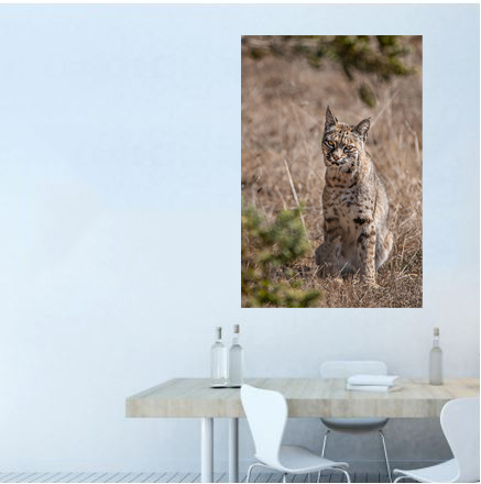 0804 Bobcat Limited Edition Photograph on Metal picture