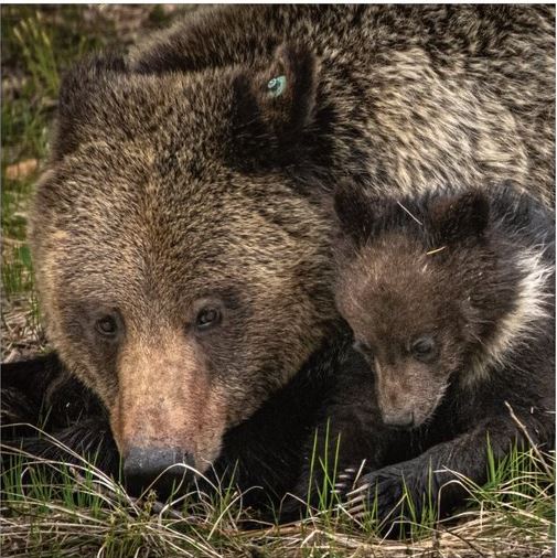 Grizzly Bear Pillow picture