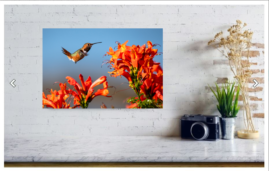 0832 Hummingbird Limited Edition Metal Print picture