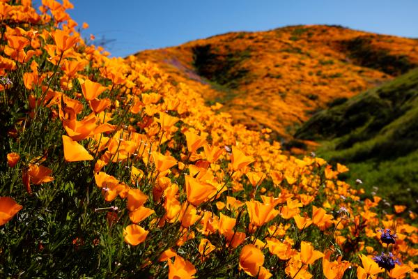 0740 California Poppy Explosion Limited Edition Photograph on Metal