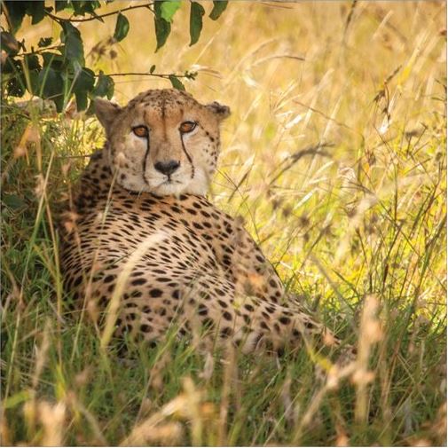 Lion / Cheetah Pillow picture