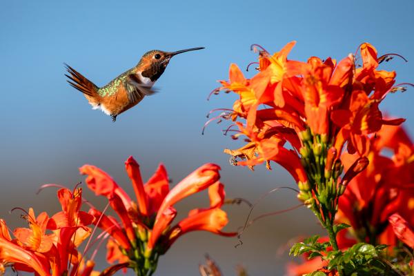 0832 Hummingbird Limited Edition Metal Print picture