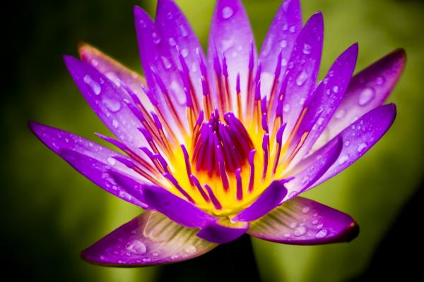 0168 Purple Water Lily Limited Edition Photograph on Metal