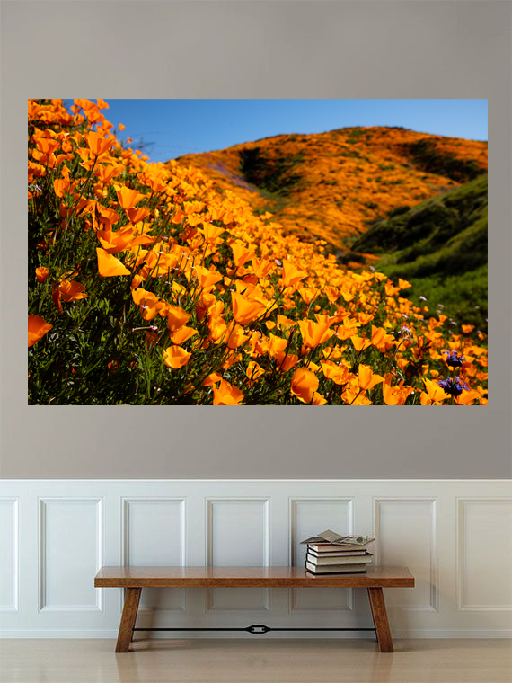 0740 California Poppy Explosion Limited Edition Photograph on Metal picture