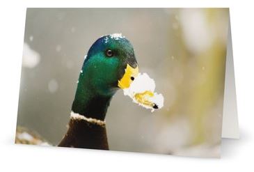 Holiday Card - Snow Day Pack of 10 picture