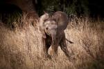 0301 Playtime on the Savannah Limited Edition Metal Print