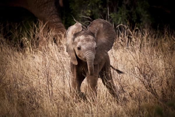 0301 Playtime on the Savannah Limited Edition Metal Print picture