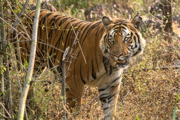 0804 Tiger King Limited Edition Photograph on Metal picture