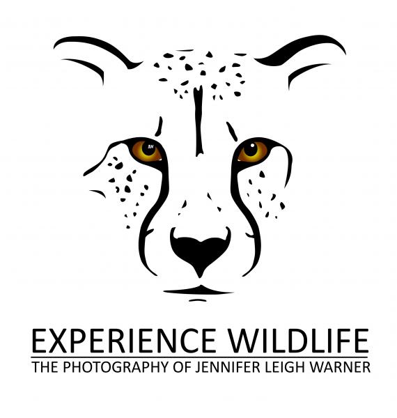 Experience Wildlife