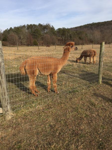 Alpaca - Prime Blanket - "Savannah" picture