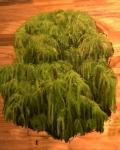 Willow Tree