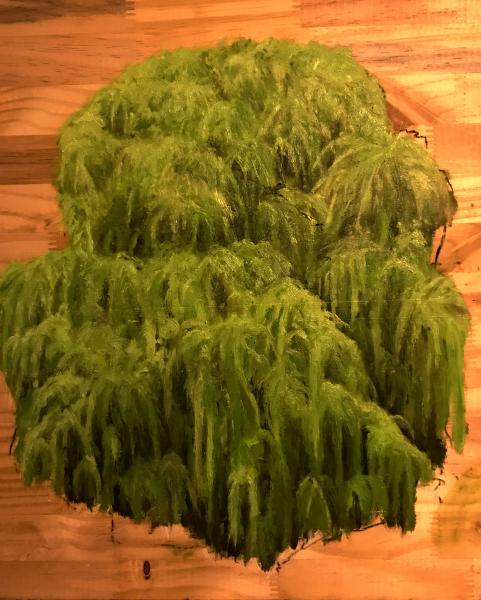 Willow Tree