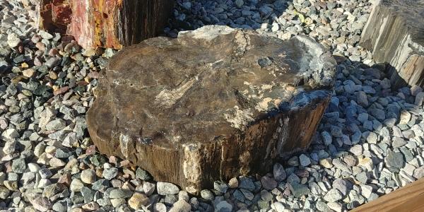 PW04 Black petrified Wood Fountain picture
