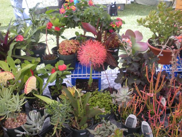 SUNNY SPROUTS GREENHOUSE