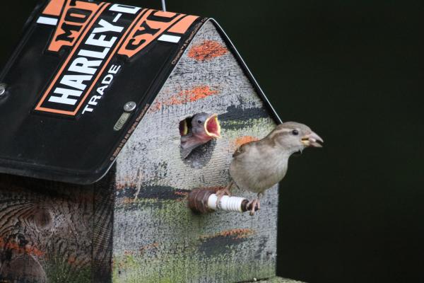 Papa’s Birdhouses