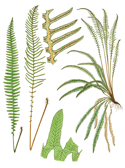 Deer Fern Print picture