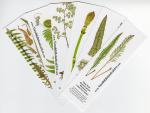 Bookmark set: Ferns