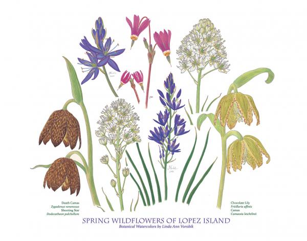 Spring Wildflowers of Lopez Island