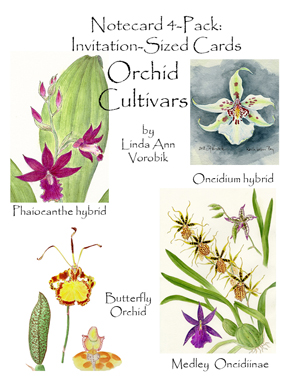 Orchid Cultivars: Invitation-Sized 4 Pack Notecards picture
