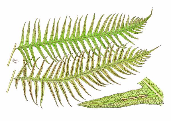 Giant Chain Fern limited edition print picture