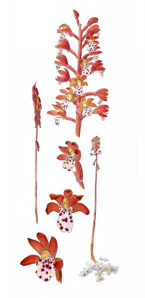 Coralroot Orchid, matted limited edition print picture